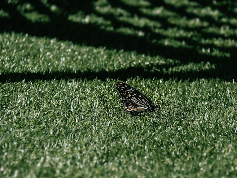 Artificial turf job near Ozark, MO